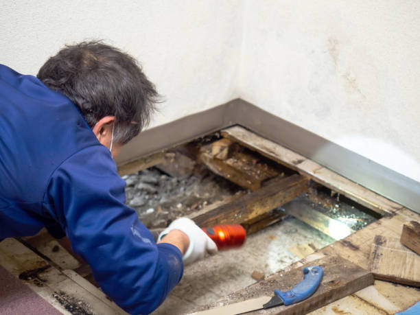 Best Mold Damage Repair  in Owens Cross Roads, AL