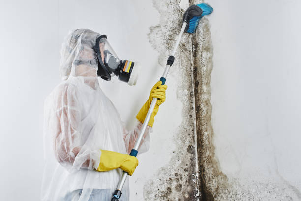 Certified Mold Removal in Owens Cross Roads, AL