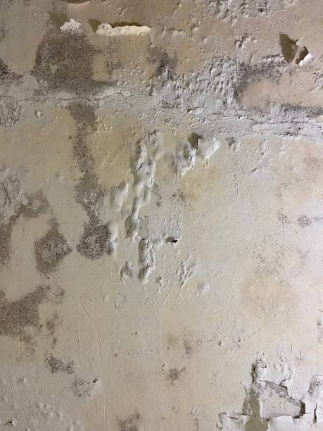 Best Residential Mold Removal  in Owens Cross Roads, AL