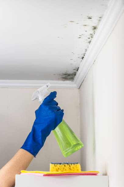 Best Local Mold Removal Service  in Owens Cross Roads, AL